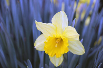 yellow daffodil flower