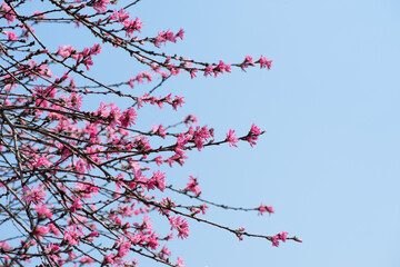 Amygdalus persica cv. Stellata blossoms. Rosaceae deciduous srub.