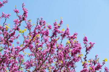 chinese redbud blooming flower in spring