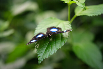 Close-up of the head of a butterfly with wings covered with white and blue colored scales on a green leaf. Selective focus.