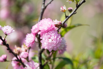  Spring blossoms pink flowers.