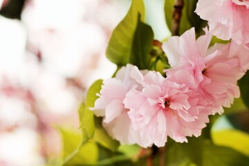 アップで撮影した桜の花びら