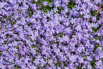Obraz premium Small purple flowers nemophila. spring flowers background