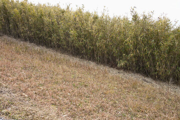 登山道にある笹の群生	