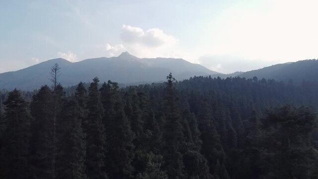 Bosque de pinos desde el aire naturalesa con drone
