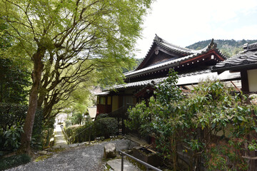 Fototapeta premium 春の寂光院 建礼門院徳子大原西陵参道 京都市大原