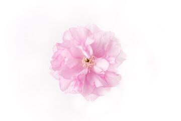 Spring Cherry blossoms, pink flower head isolated on white background