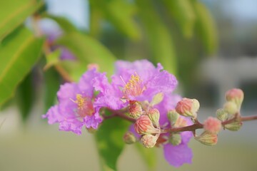 Purple Inthanin flowers in the section, purple flowers close-up.
