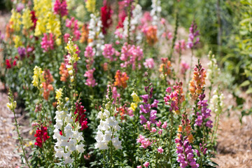 snapdrag flowers in the garden