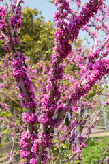 Fototapeta premium chinese redbud blooming flower in spring