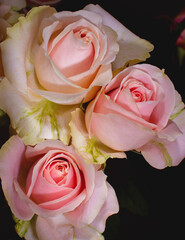 Beautiful pink roses close-up picture in the bouquet