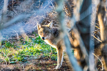Coyote in the forest