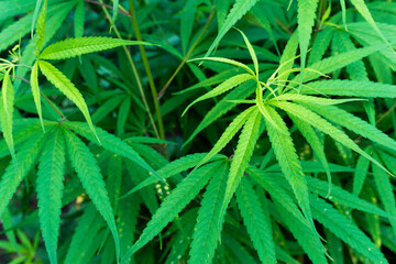 A close up shot of cannabis leaves and bud.