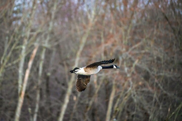 Canadian Goose In Flight