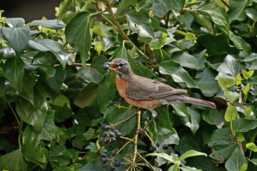 American Robin - Turdus migratorius