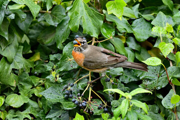American Robin - Turdus migratorius