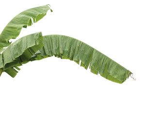 banana leaf isolated on white background