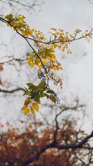 autumn leaves in the sky