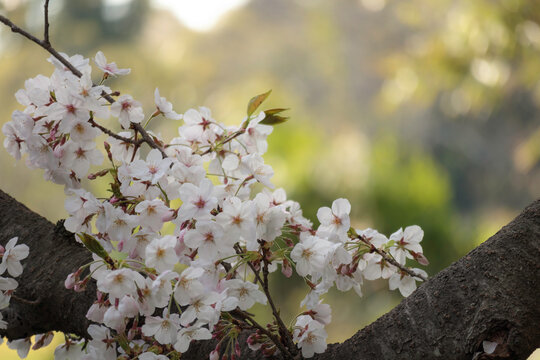 桜の季節