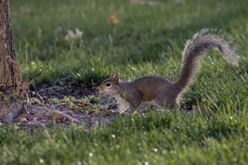 squirrel in the park
