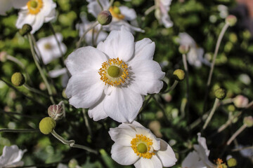 white and yellow flowers