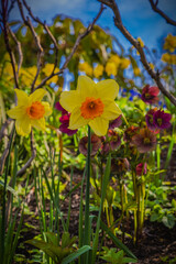 2021-04-09 A YELLOW AND ORANGE WILD DAFFODIL IN A COLORFUL GARDEN