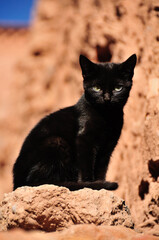 モロッコ、アイトベンハッドゥの猫