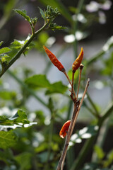 野菜畑のさまざま食材たち