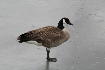 Goose Standing On Ice, Pylypow Wetlands, Edmonton, Alberta