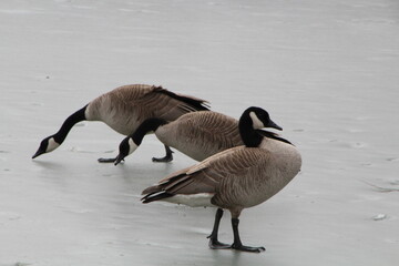 Geese On Ice, Pylypow Wetlands, Edmonton, Alberta