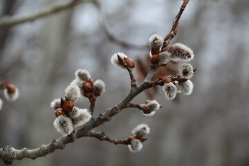 Trees Coming To Life, Pylypow Wetlands, Edmonton, Alberta