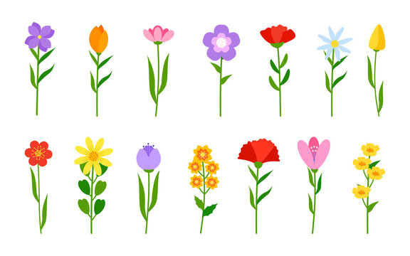 Different colored flowers in flat cartoon style set. Floral romantic decor. Spring tulip, daffodils or daisy on stem. Simple flower with green branch and leaf. Bloom plant Isolated vector illustration