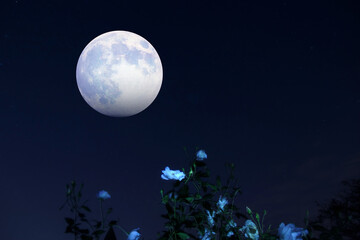 Fototapeta na wymiar 月が青いバラの花を照らす