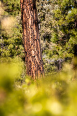 Ponderosa Pine Tree and Manzanita Bush in Sisters, Oregon