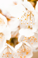 close up of cherry blossom 