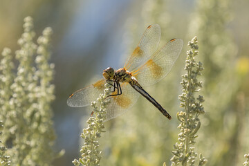 Meadowhawk on Sagebrush