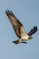 Osprey in Flight with fish in it's talons