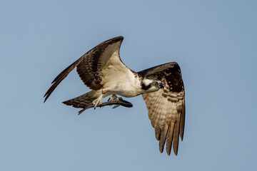 Osprey in Flight with fish in it's talons