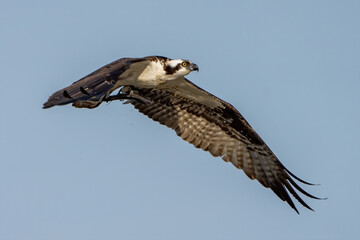 Osprey in Flight with fish in it's talons