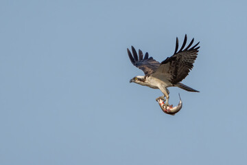 Osprey in Flight with fish in it's talons