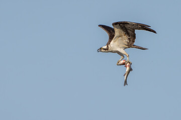 Osprey in Flight with fish in it's talons