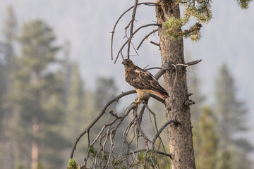 Red-tailed Hawk