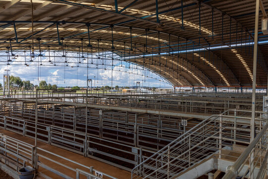 The Central West Livestock Exchange near Forbes in regional Australia