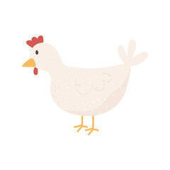 hen poultry animal