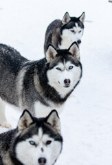 Portrait of a Siberian husky, friendship forever. Pet. Husky