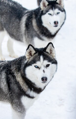 Portrait of a Siberian husky, friendship forever. Pet. Husky