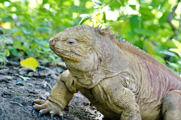 Close up of a Galapagos land iguana (Conolophus subcristatus) at Urbina Bay, Fernandina Island,...