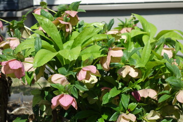 クリスマスローズ