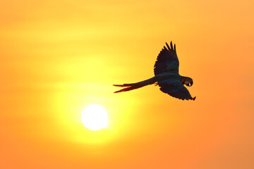 Fototapeta na wymiar Silhouette of macaw parrots flying in the sky.