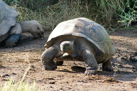 Galapagos Giant Tortoise At Urbina Bay, Fernandina Island, Galapagos, Ecuador